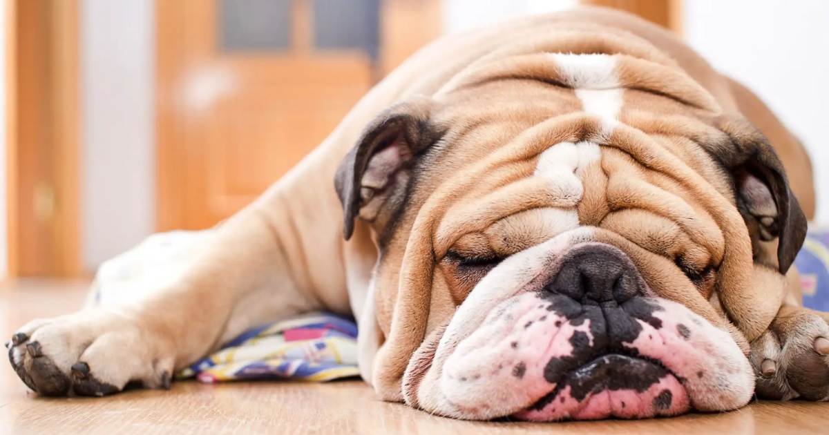 Preparing Your Home for an English Bulldog