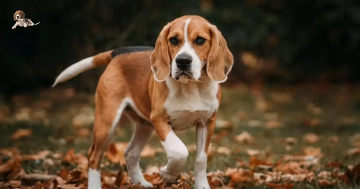 ARE BEAGLES AGGRESSIVE DOGS