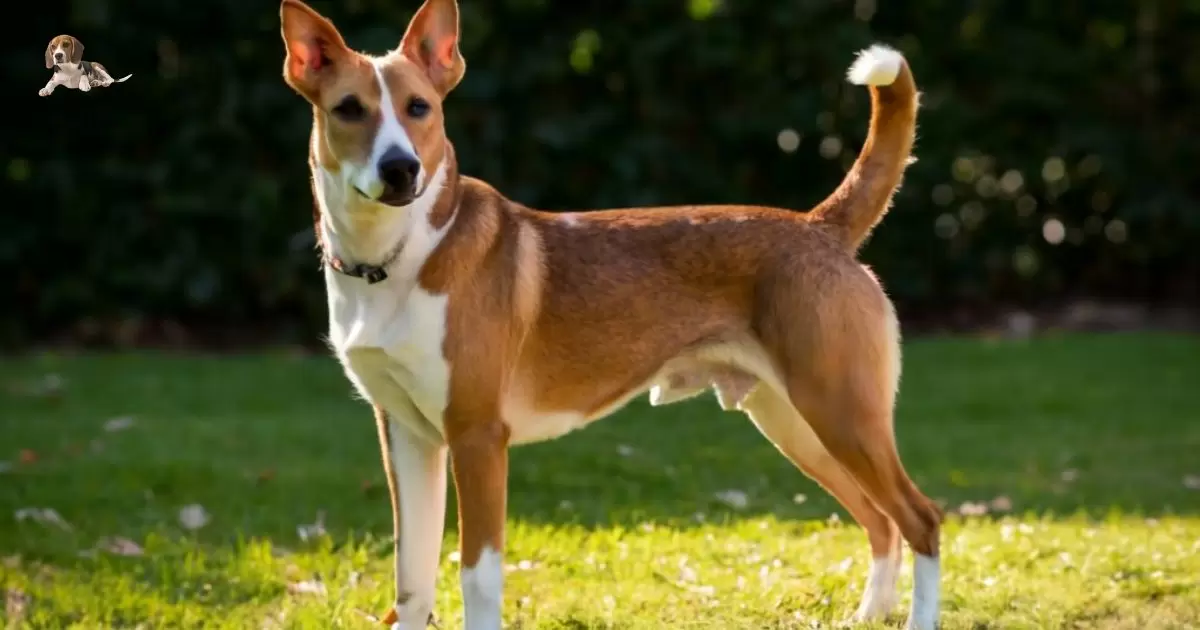 Beagle Basenji Mix