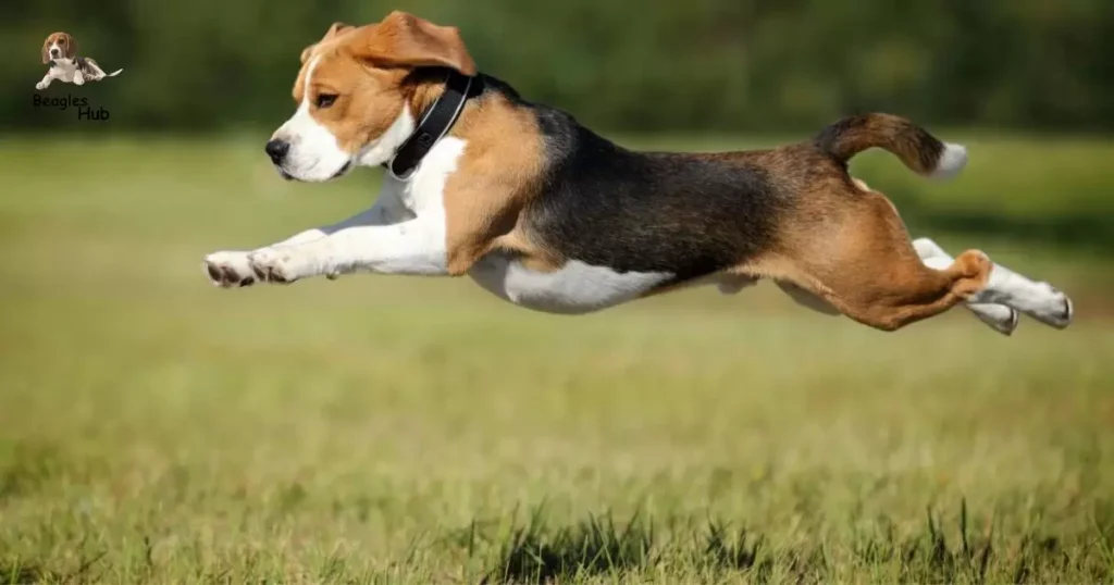 Beagle Dachshund Chihuahua Mix