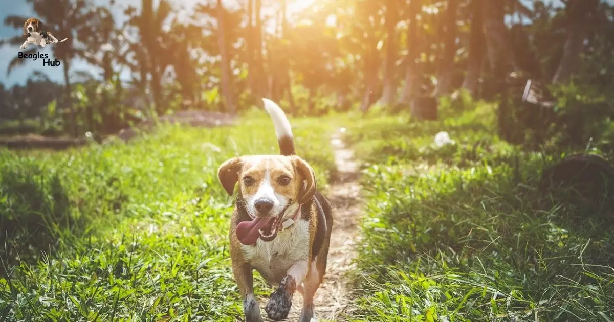 Can Beagles Live Outside?