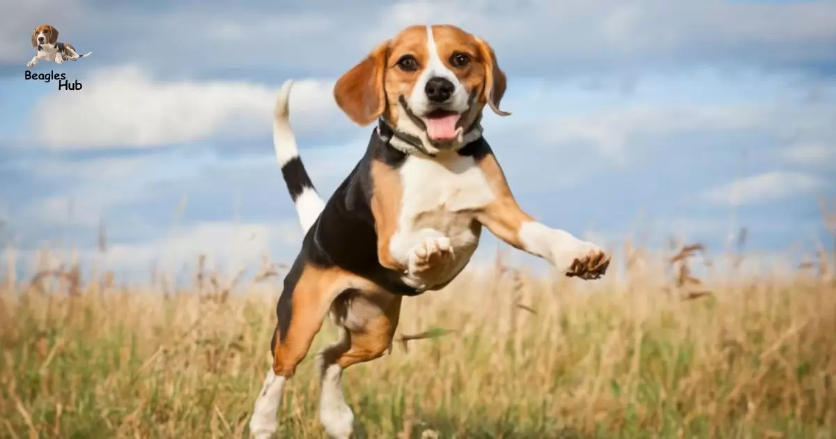 How High Can Beagles Jump?