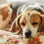How Much Do Beagles Sleep