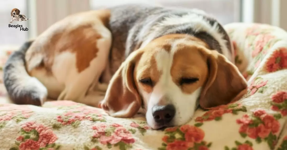 How Much Do Beagles Sleep