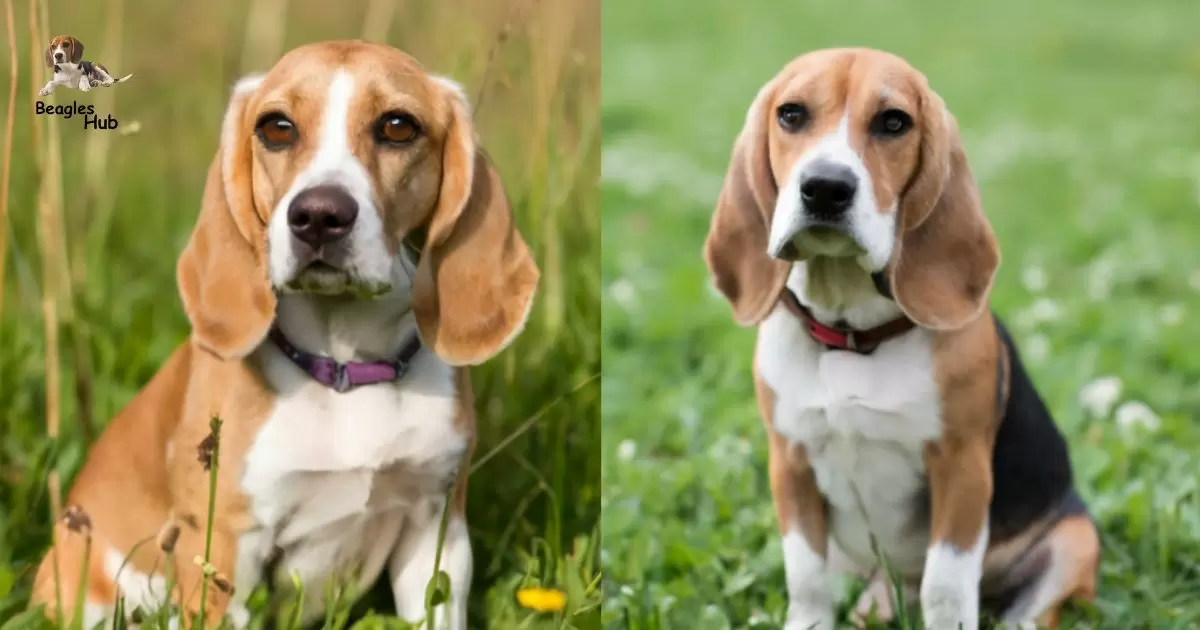 MALE VS. FEMALE BEAGLE