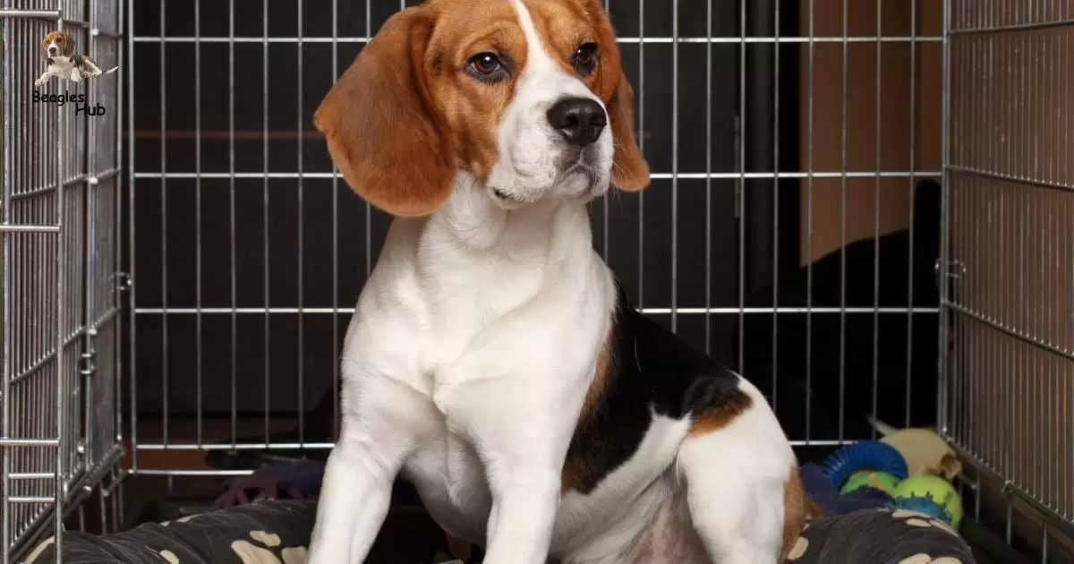 WHAT SIZE CRATE FOR A BEAGLE