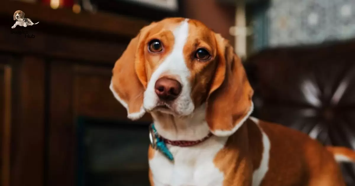 Warfield Red Beagle