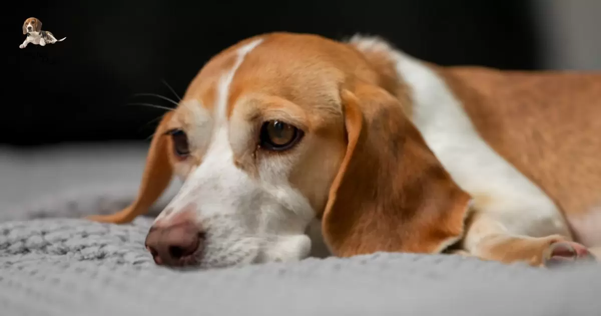 When Do Beagles Go Into Heat