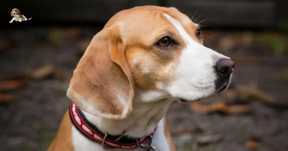 shaved beagle