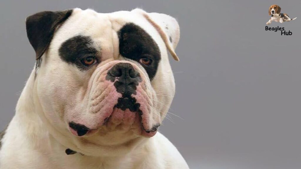 American Bulldog Overview