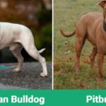 American Bulldog vs Pitbull: Main Differences (With Pictures)