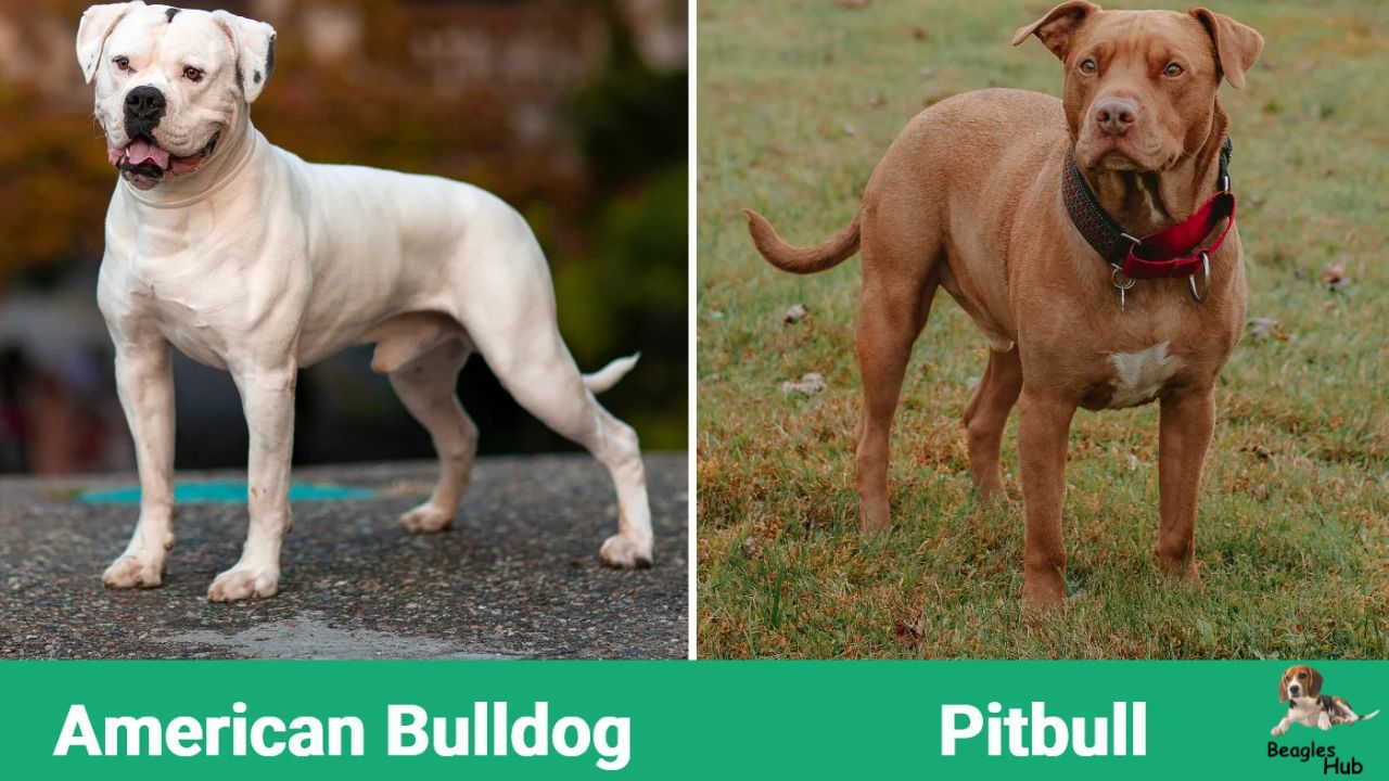 American Bulldog vs Pitbull: Main Differences (With Pictures)