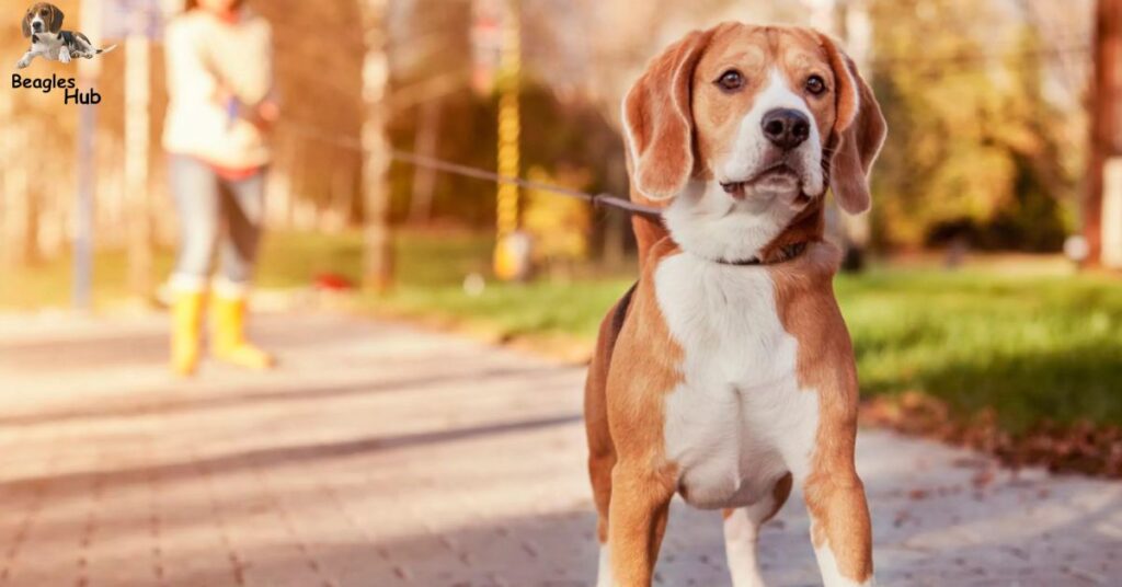 At what age is a Beagle fully grown?