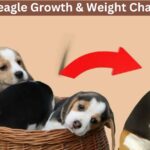 Beagle Growth & Weight Chart