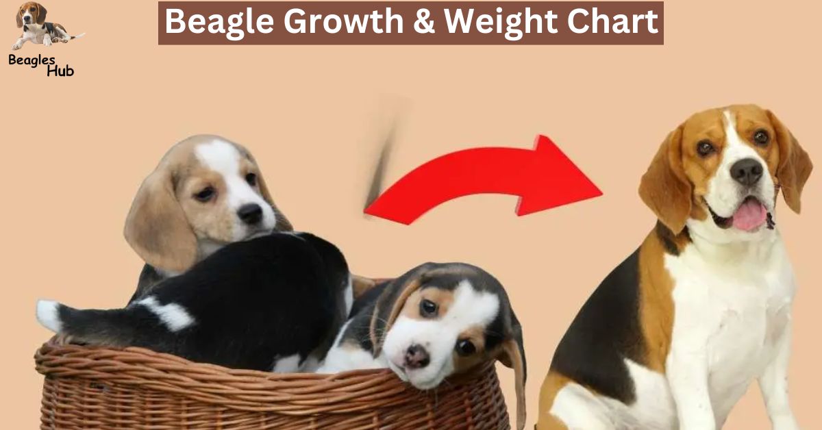 Beagle Growth & Weight Chart