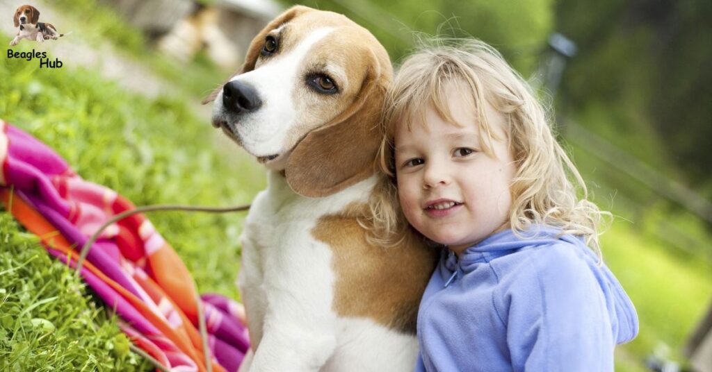 Beagles-are-affectionate-and-friendly