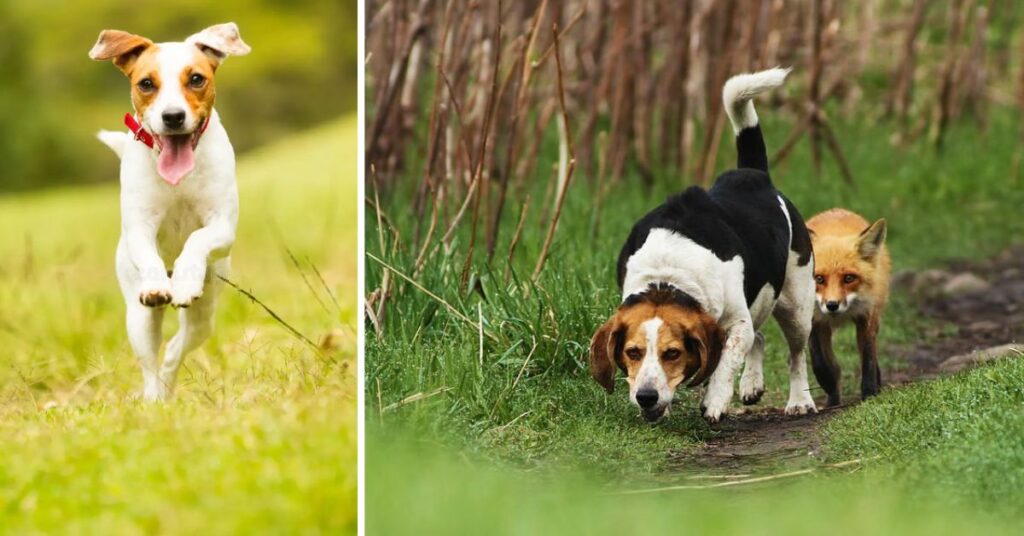 Beagles are hunters