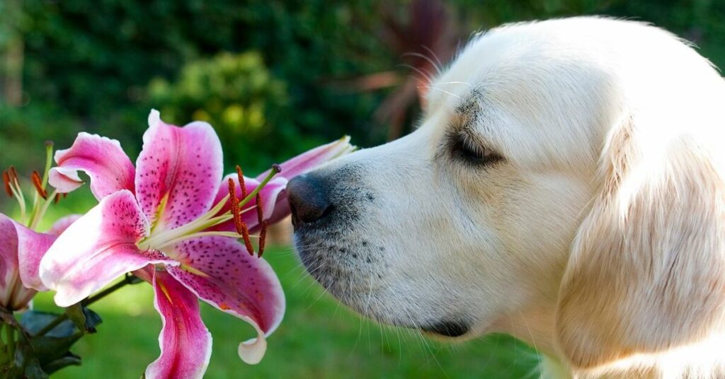 Beagles have an amazing sense of smell