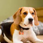 How Long Do Beagles Live