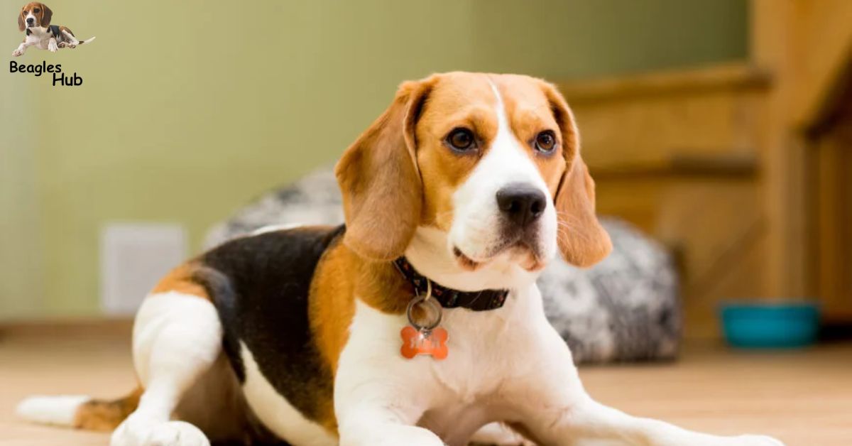 How Long Do Beagles Live