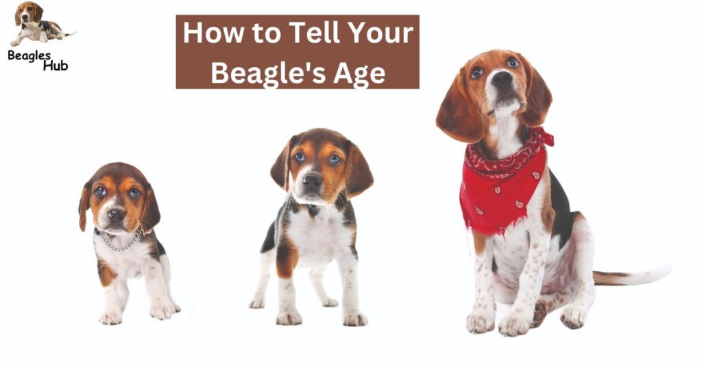 How to Tell Your Beagle's Age