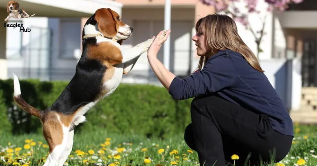 Improving Your Beagle's Lifespan