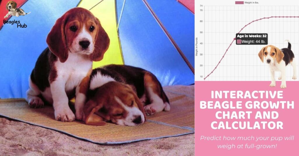 Male Beagle Growth Chart from Puppy to Adult Beagle