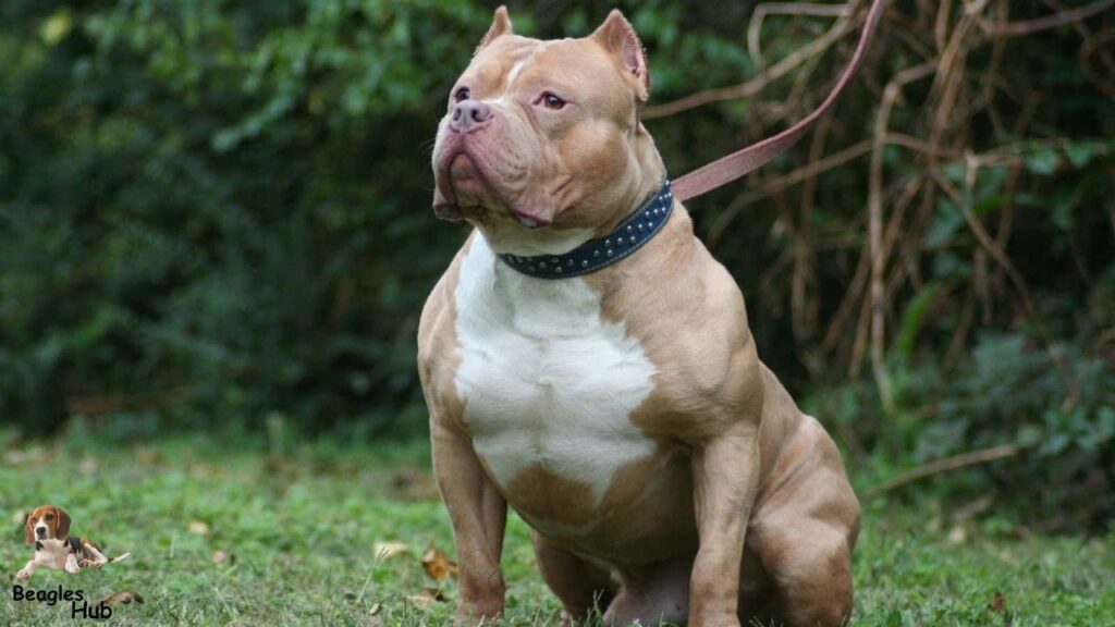 Pitbull Overview