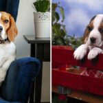 Shedding Light on the Misunderstood Qualities of Beagles