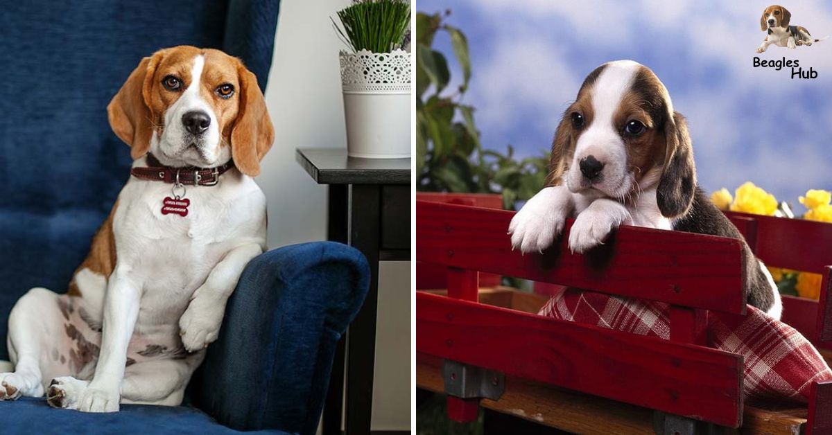 Shedding Light on the Misunderstood Qualities of Beagles